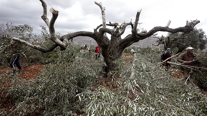 IDF keeps secret record of Palestinian olive groves attacks