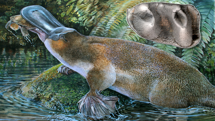 'Godzilla platypus' used to roam Australia waters, new fossil reveals