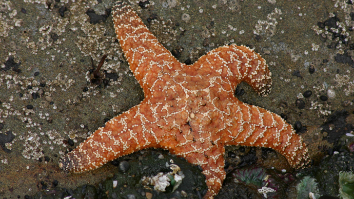 Star wasting syndrome: Deadly disease kills myriad starfish across US west coast