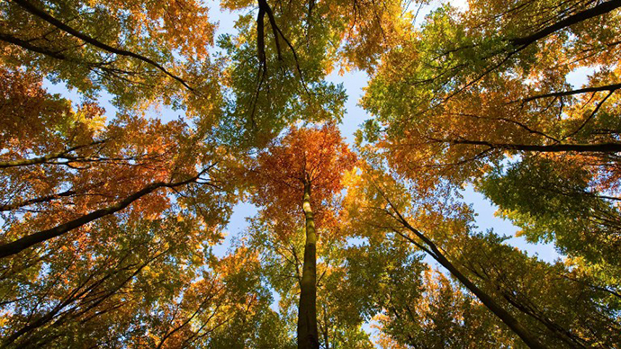 Genetically engineered trees under USDA consideration could harm environment - report