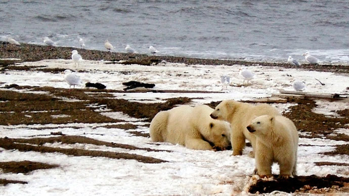 Bear scare: Crowds of polar predators ‘besiege’ Russian Far East town