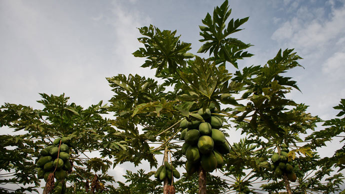 Hawaii’s Big Island bans biotech companies, GMO crops