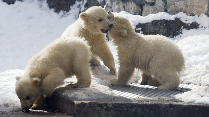 Russian sperm bank for bears: Surrogate grizzly to carry polar cubs