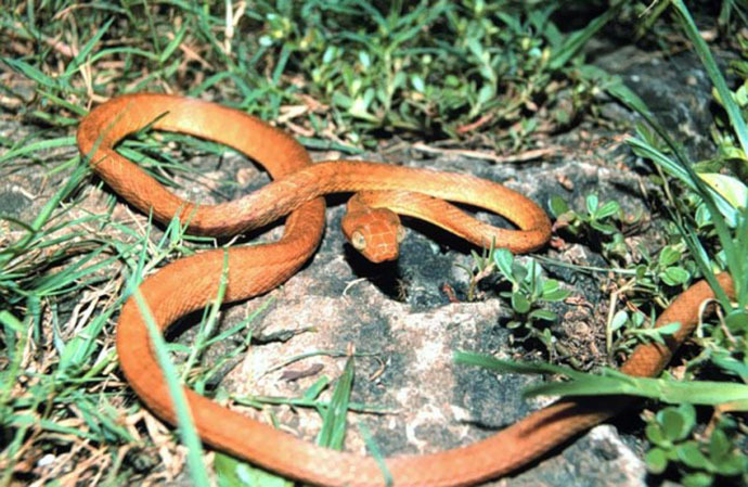 A Guam brown tree snake (Image from wikipedia.org)