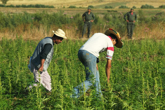 (FILES) Farmers distroy cannabis plantations under Moroccan police supervision in the northern Moroccan Larache region (AFP Photo / Abdelhak Senna)