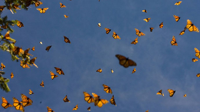 New ban in nanny city San Francisco? Releasing butterflies could soon be illegal