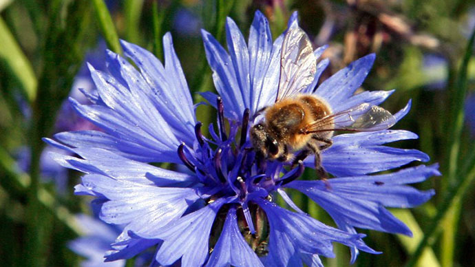 ​US govt’s wanton approval of harmful pesticides fueling ‘bee holocaust’ - lawsuit