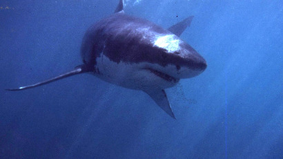 We’re going to need a bigger beach: Sharks come ashore during massive feeding frenzy (VIDEO)