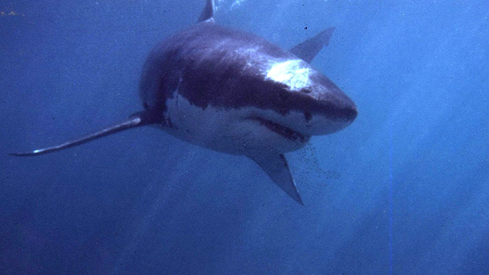 Twitter feed warns Australian swimmers when sharks are nearby