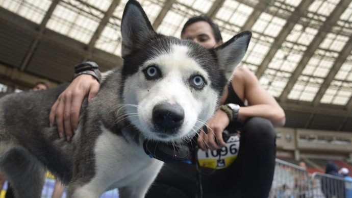 Dog translator project raises funds to put pet’s thoughts into English