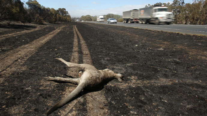 No 'polar vortex' here: Record heat grips Australia killing thousands of animals