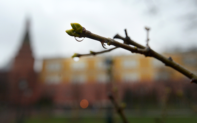 Swollen buds on trees in Alexander Garden. Moscow faces abnormally warm weather on January 10, 2014. (RIA Novosti / Evgeny Biyatov)