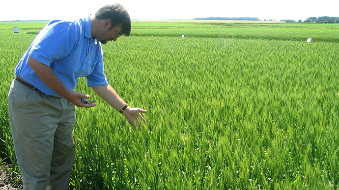 Monsanto readies first-ever GMO wheat