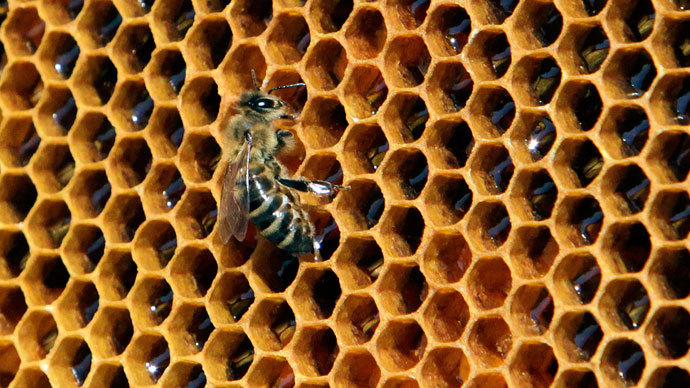 ‘Beemageddon’ linked to tobacco virus - study