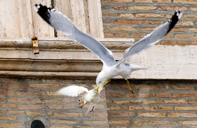 A dove released during an Angelus prayer conducted by Pope Francis, is attacked by a seagull in Saint Peter's square at the Vatican January 26, 2014 (Reuters / Alessandro Bianchi)