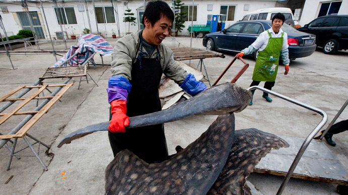 World’s rarest shark falls victim to fish oil market