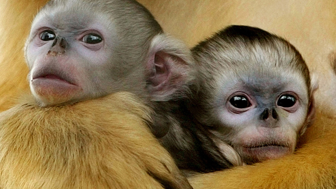 ​First custom monkeys created through precision genetic manipulation