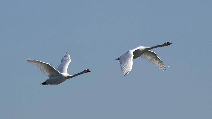 A pair of Mute Swans in flight near City Island January 30, 2014 in New York. (AFP Photo / Don Emmert)