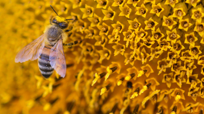 Environmentalists sue California for ‘rubber stamping’ use of honeybee-killing pesticides