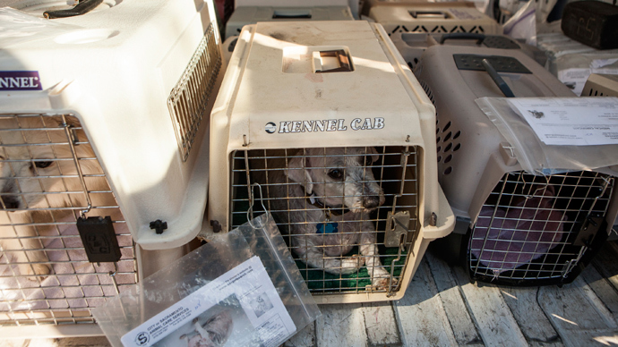 Watchdog fail: PETA killed nearly 2,000 shelter animals in 2013 - report —  RT USA News