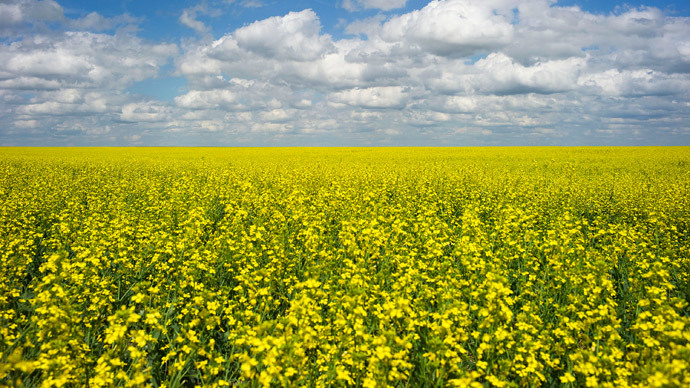 ‘World’s first’ farmer trial over GM crop contamination begins in Australia