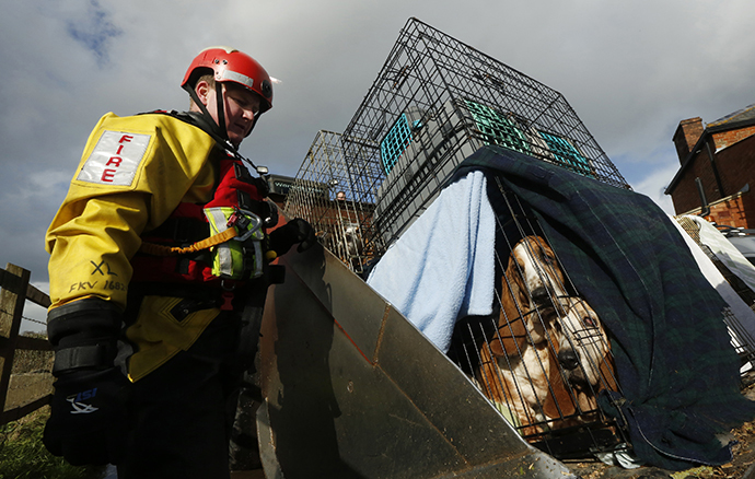 Sixteen basset hound dogs and a similar number of cats are rescued by the Devon and Somerset Fire and Rescue Service during continued flooding at Burrowbridge in southwest England February 9, 2014. (Reuters / Luke MacGregor)