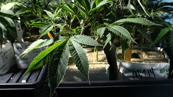 Legal marijuana grower readies for two-year federal prison sentence