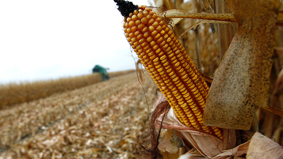 American pests develop resistance to ‘deadly’ toxins in GM maize – research