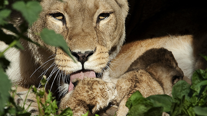 After giraffe scandal, Danish zoo ‘euthanizes’ 4 lions, cubs to make way for new male