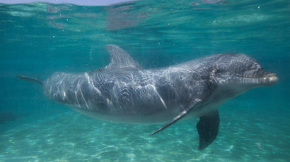 Crimean combat dolphins 'transferred to Russian military control'