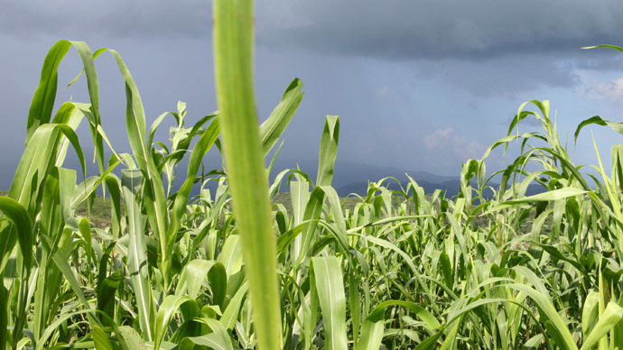 ​Brazil looks to ban Monsanto’s Roundup, other toxicity risks