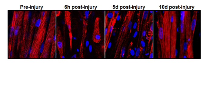 This series of images shows the destruction and subsequent recovery of engineered muscle fibers that had been exposed to a toxin found in snake venom. This marks the first time engineered muscle has been shown to repair itself after implantation into a living animal. (Image courtesy of Duke University)
