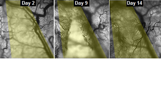 This series of images shows the progress of veins slowly growing into implanted engineered muscle fibers. (Image courtesy of Duke University)