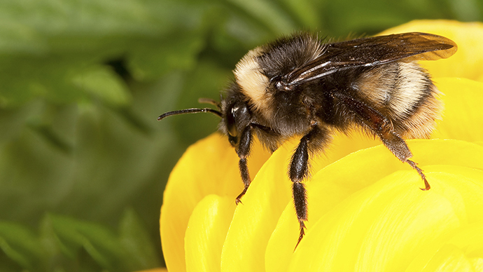 Half of European bumblebees in decline, quarter face extinction – study