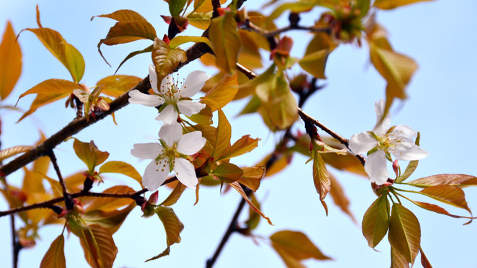 Cosmic bloom? Early blossom for cherry tree after space trip