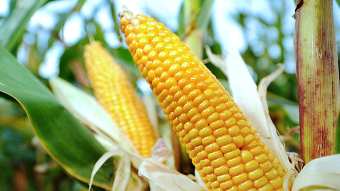 ​US corn exports to China drop 85 percent after ban on GMO strains – industry report