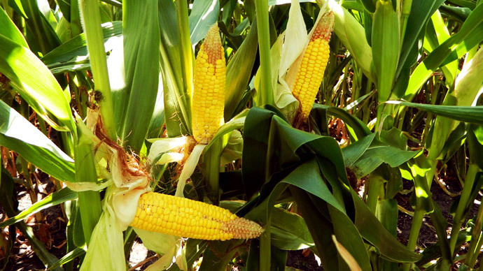 French parliament bans genetically modified maize