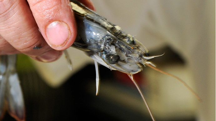 Aliens attack: Killer shrimps invade Britain while giant hornets approach