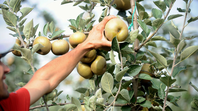 ​Most apples in the US drenched with chemical banned in Europe