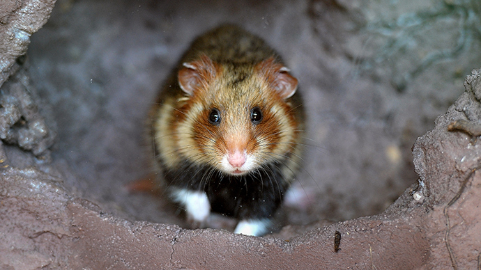 France dishes out 3 mln euro to save 'Great Hamster of Alsace'