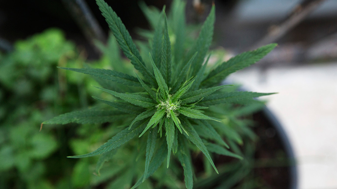 Kentucky sues feds over right to grow hemp