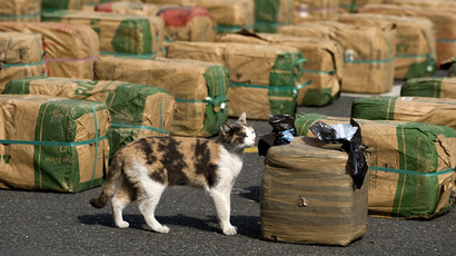 $1,000 meal for hungry cat: Russian sea food store suffers feline heist (VIDEO)