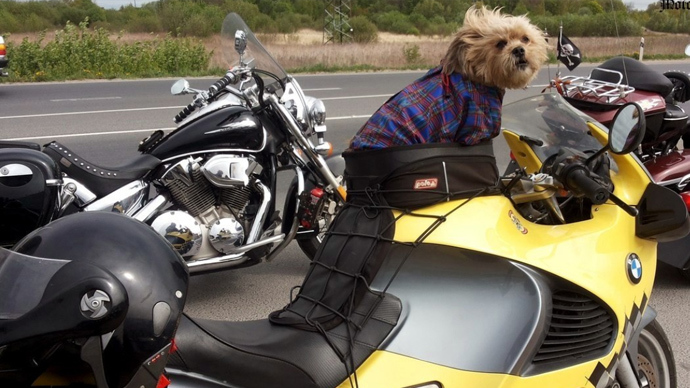 Dogged by misfortune: Famous Russian biker hound’s motorbike stolen