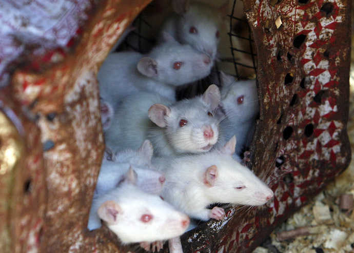 Differences between the immune systems of mice and humans limited use of previous studies. Reuters/Asmaa Waguih