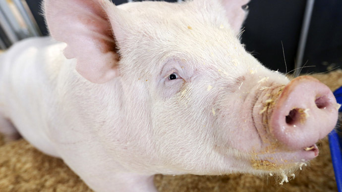 Genetically modified pigs survive human stem cells transplantation
