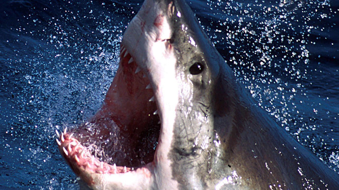 Mystery ‘super predator’ hunted in Australian waters after devouring 3-meter shark