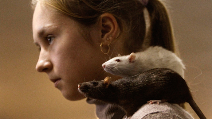 Rats regret bad decisions, just like humans - study