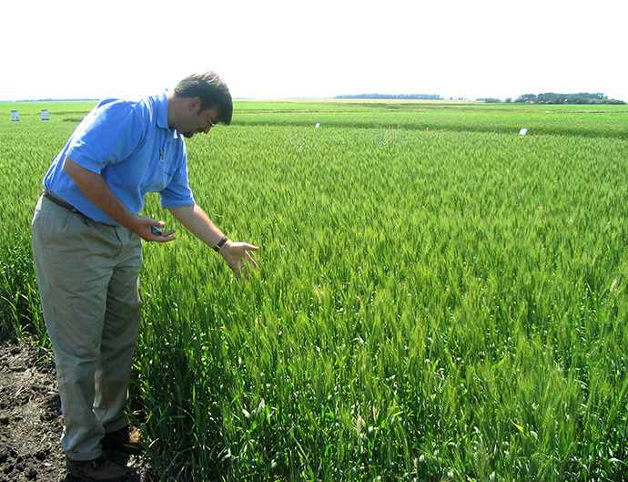 Michael Doane, Monsanto's wheat industry affairs director, looks at growth in a wheat field in an undisclosed location in North Dakota (Reuters / Carey Gillam)