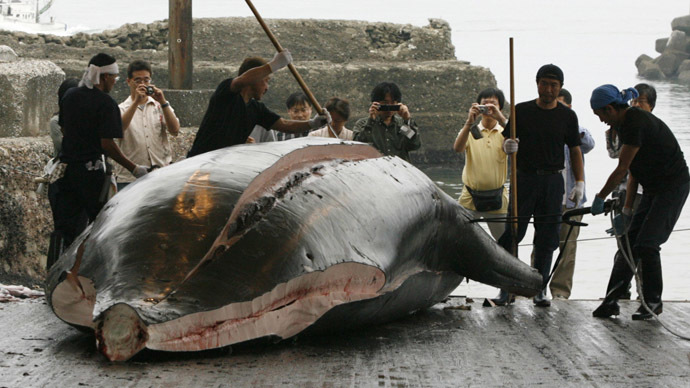 Japan kills 30 minke whales in ‘research’ campaign following intl court ban