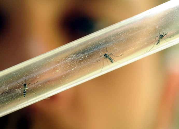 A scientist examines tiger mosquitos (AFP Photo / Pascal Guyot)